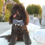 Servizio Dogs Parking per Sposi 1