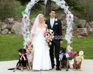 wedding dog